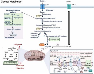 Current Insights Into Oligodendrocyte Metabolism and Its Power to Sculpt the Myelin Landscape